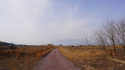 dirt road in the field