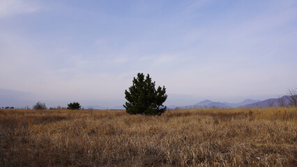 tree in the field