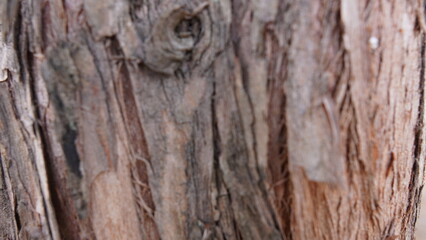 old wood texture