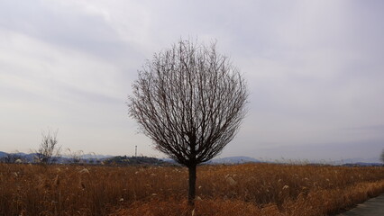 dry tree in the field