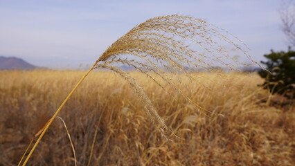 field of wheat