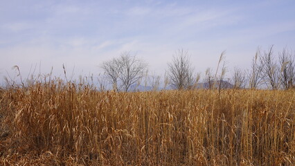 grass and sky