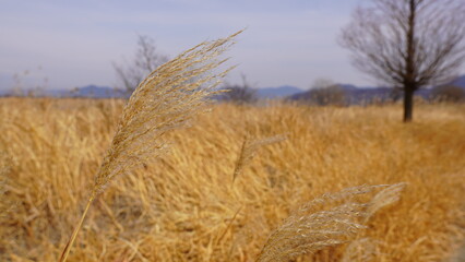 field of wheat