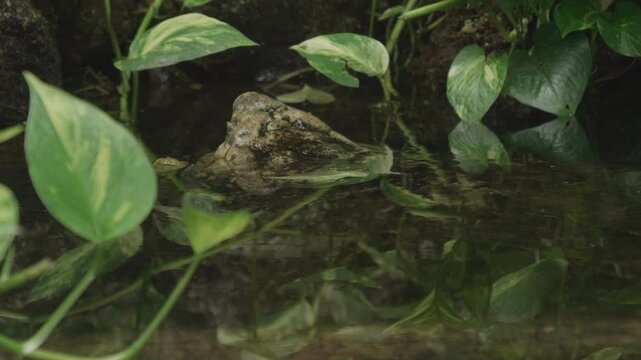 Alligator Snapping Turtle Nose Popping Out of Water