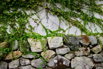 green ivy on a stone wall 