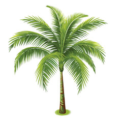 Obraz premium palm tree on white background