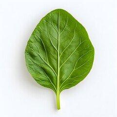 Obraz premium Fresh Green Leaf Isolated on White Background Showcasing Intricate Vein Structure and Vibrant Color Ideal for Culinary and Health Concepts