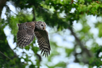 フクロウ、 Owl、野鳥、野生動物、飛翔、鳥