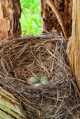Southern Urals, a tree pipit (Anthus trivialis) nest in the trunk of a tree.