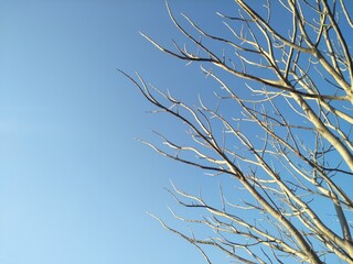 Fototapeta premium Leafless Tree Branches against blue sky