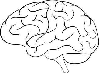 Human Brain Anatomy Lateral View, Cerebral Cortex, Gyri, Sulci, Neurology, Intelligence, Cognition, 