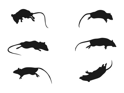 Dead rat silhouette set. A set of Rat silhouette black colors. Set of black silhouette rat icon, isolated vector. silhouette of a realistic rat. silhouettes are isolated on a white background.