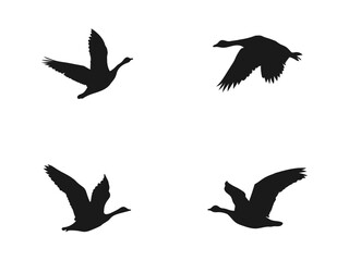 vector silhouette flying geese set. Black silhouettes of geese flying in formation against a white. Set of silhouettes of flying geese. The silhouettes are isolated on a white background.