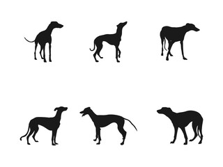 Italian Greyhound silhouette. Silhouettes of Greyhound Dogs icon. A collection of black silhouettes of greyhound dogs, presented in different poses. The silhouettes are isolated on a white background.