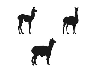 Fototapeta premium Silhouette of a standing llama, side view. Set of silhouettes of realistic Lama glama and their cubs in different poses. Vector illustration. The silhouettes are isolated on a white background.