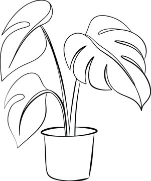 recommend clip art: Line Art Drawing of a Potted Monstera Deliciosa Plant