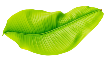 Vibrant Green Banana Leaf Against Black Background