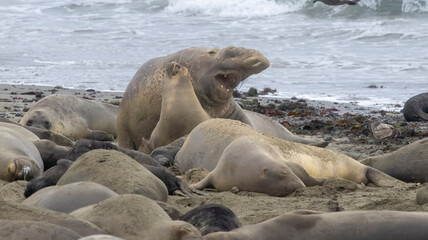 Elephant Seal mating season is December thru March.
