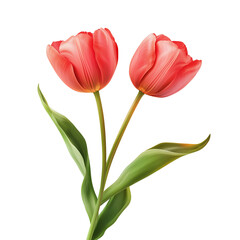 Fototapeta premium Two elegant coral tulips isolated transparent background spring flowers botanical illustration, Transparent Background, Ai Generative Images