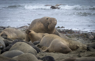 Elephant Seal mating season is December thru March.