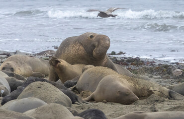Elephant Seal mating season is December thru March.