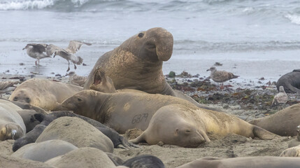 Elephant Seal mating season is December thru March.