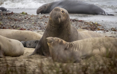 A large Elephant Seal Bull on the beach