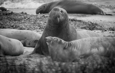 A large Elephant Seal Bull on the beach