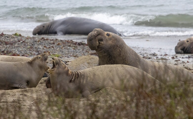 A large Elephant Seal Bull on the beach
