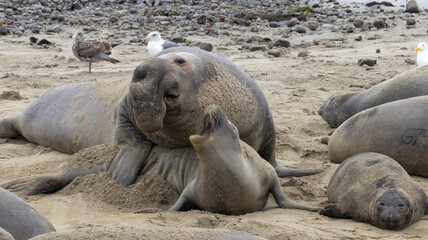 Elephant Seal mating season is December thru March.