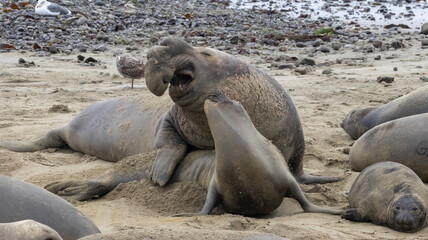 Elephant Seal mating season is December thru March.