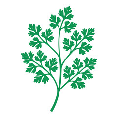 Detailed Cilantro Herb Vector Illustration Fresh Green Leafy Design