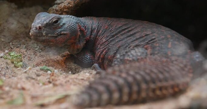 Spiney Tailed Lizard Walking
