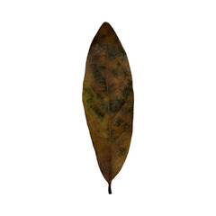 Tree leaf