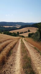 Countryside Dirt Road Through Golden Fields