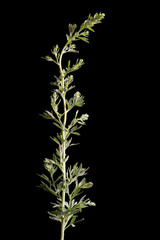 Foliage stem isolated on background. Black background gives space for copy.