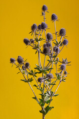 Eryngium Sea Holly isolated on background. Yellow background gives vibrance and space for copy. © Zenobia Southcombe