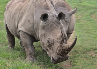 Fototapeta premium male southern white rhino tries to trip his opponent during a sparring matching in the wild plains of solio game reserve, kenya