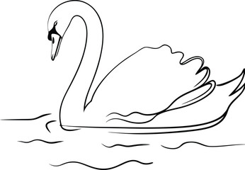 Elegant White Swan Swimming Gracefully on Calm Water