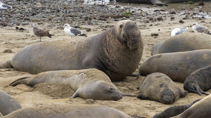 Fototapeta premium Elephant Seal mating season is December thru March.