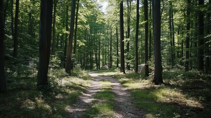 Fototapeta premium Serene Forest Camping: A Tranquil Escape in the Woods
