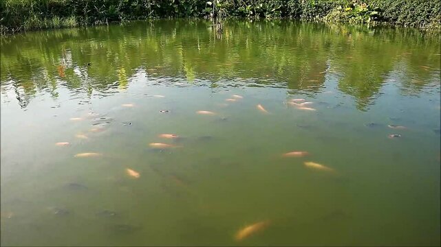 Footage of a School of Black and Red Nile Tilapias Relaxing in a Pond
