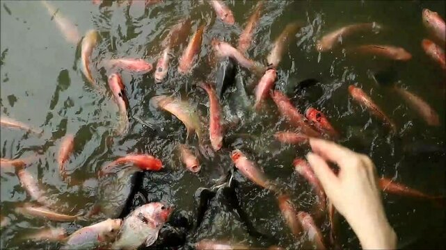 Footage of Large School of Red Tilapia Fish Eating Pond Pellets Feeding by People