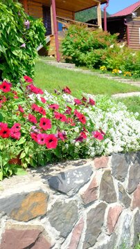 White Alyssum flowers, Sweet Alice Lobularia Maritima on home garden. Summer hot windy day. Courtyard