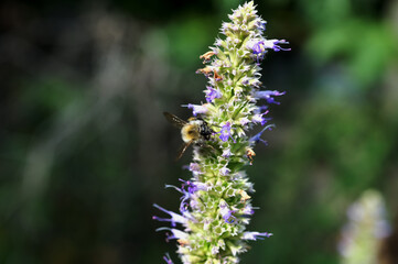 Anise hyssop (Agastache foeniculum)