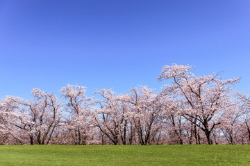 北海道石狩市、8,000本のソメイヨシノが咲き薫る戸田記念墓地公園の桜並木【5月】