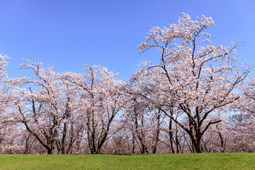 北海道石狩市、8,000本のソメイヨシノが咲き薫る戸田記念墓地公園の桜並木【5月】