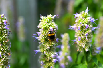 Anise hyssop (Agastache foeniculum)