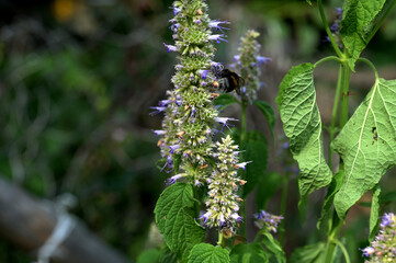 Anise hyssop (Agastache foeniculum)