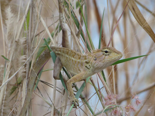 lizard on the grass in thailand